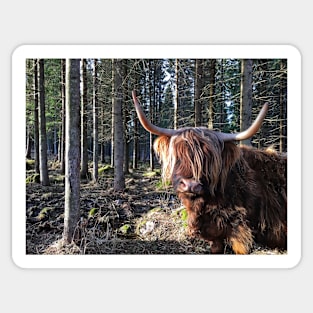 Scottish Highland Cattle Cow 2353 Sticker